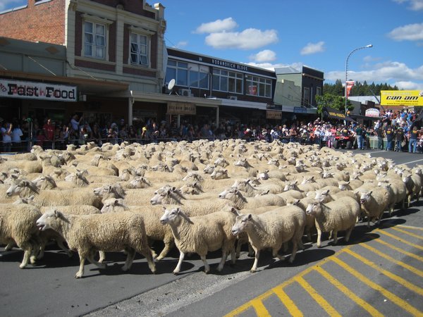 Sheep run! Te Kuiti