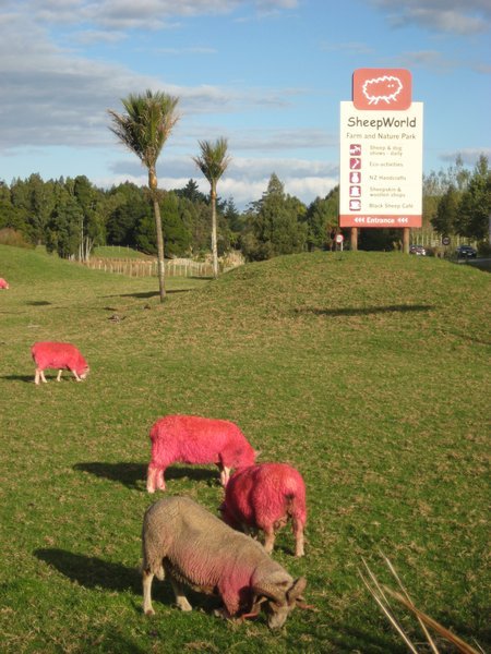 Sheepworld, where the sheep are pink