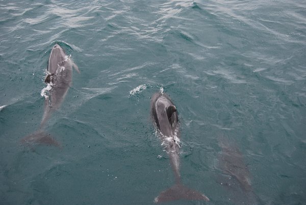 Dolphins alongside the boat