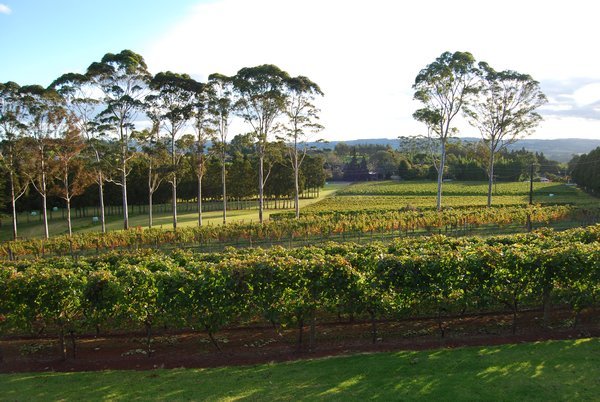 Vines at dusk, Cottle Hill Winery 