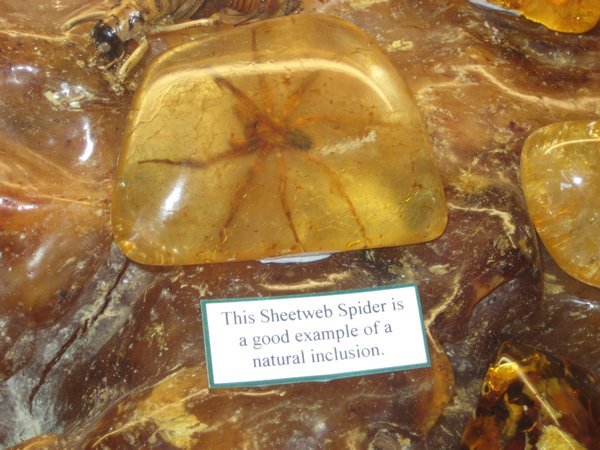 Spider naturally preserved in kauri tree gum