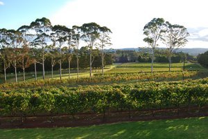 Vines at dusk, Cottle Hill Winery 