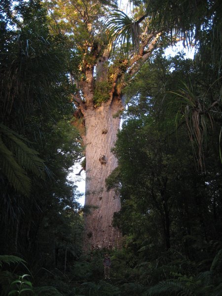 Tane Mahuta (‘Lord of the Forest’), NZ’s largest living kauri tree,