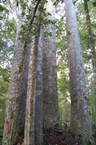‘Four Sisters’ kauri trees