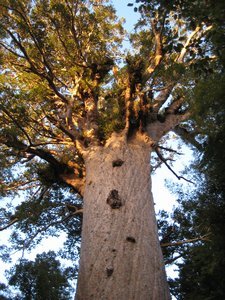 Giant kauri tree (Te Matua Ngahere), Waipoua Forest 