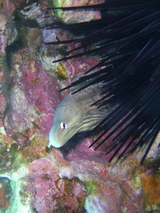 Moray Eel peeking out from a sea anenome