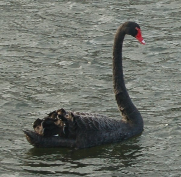 Black swan, Taranaki