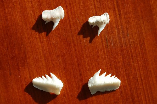 School shark's teeth
