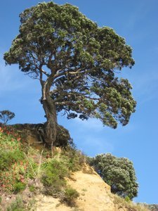 Tree jutting out from a cliff