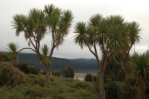 Cabbage trees on the edge of Lake Te Anau