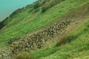 Royal Albatross colony, Otago Peninsula