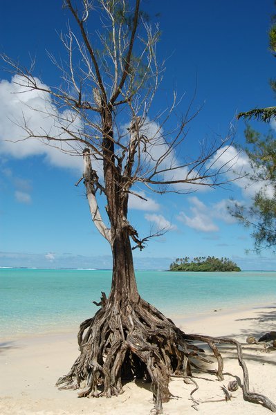 Cook Islands palm tree