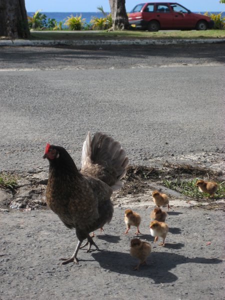 Hen and chicks, Avarua