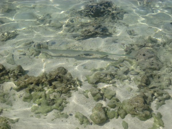 Cornet Fish in shallow water