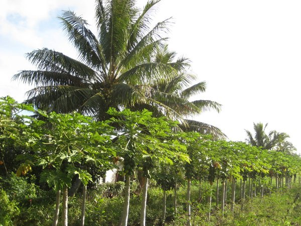 Banana plantation, Rarotonga