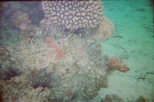 Underwater Rarotonga