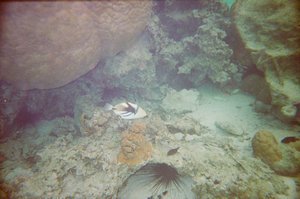 Underwater Rarotonga