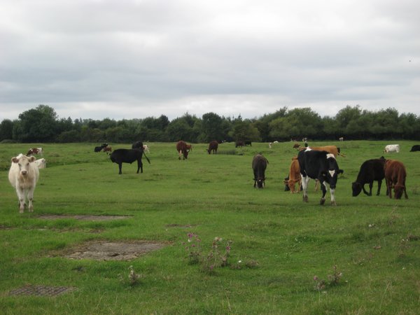 Cows on Dorney Common