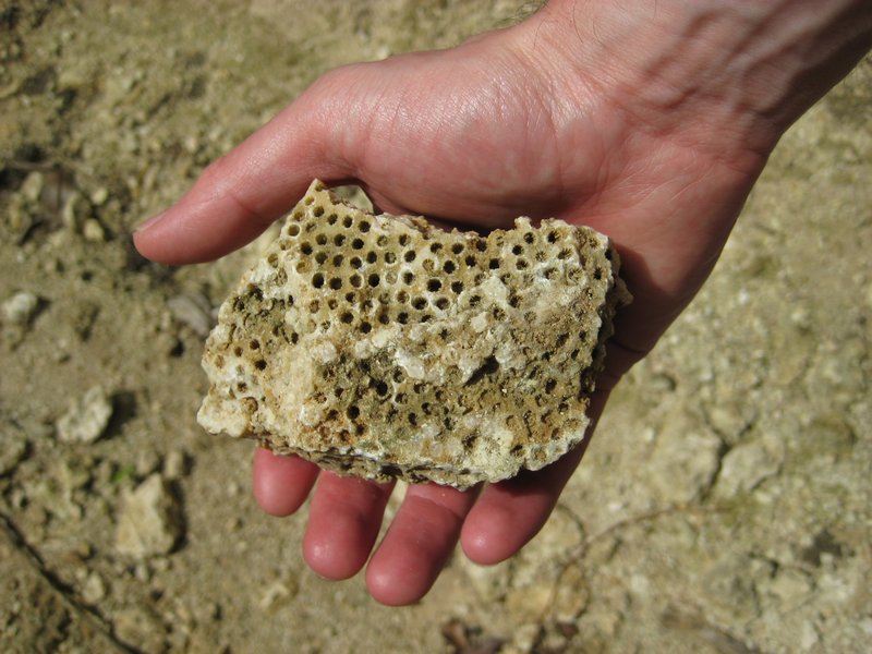 Piece of Coral in the Gully