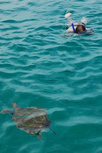Paula swimming with turtles