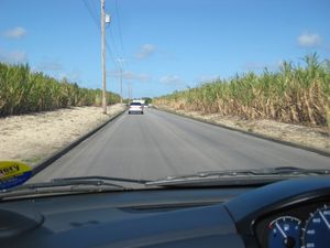 Driving through sugar cane fields