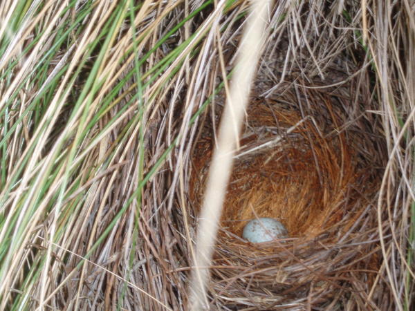 bird s nest
