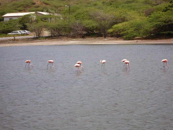 Flamingo city