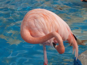 Flexible flamingo