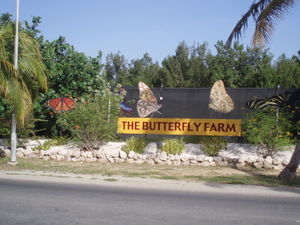 Butterfly farm