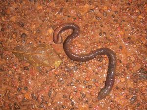 Jumbo earthworm