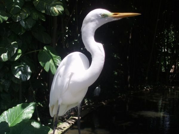 Egret closeup