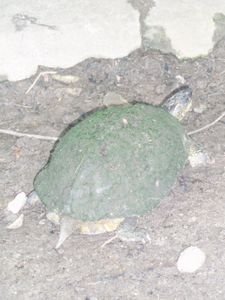 Flat turtle