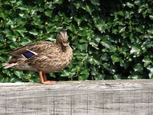 Goose, gander or duck. Dunno!!