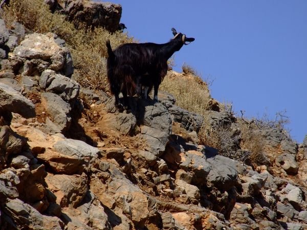Mountain goat in action