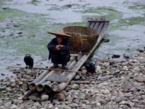 Fisherman and his cormorants