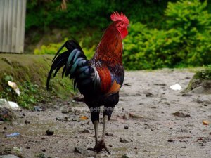 Sexy Rooster