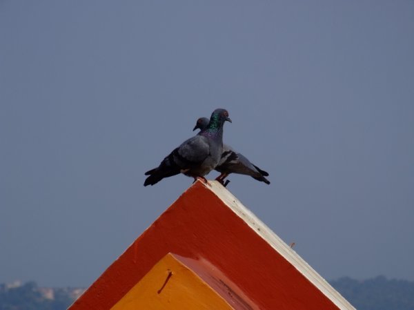Courting pigeons
