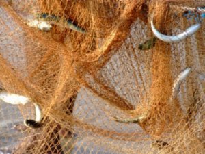 Tarli in a net