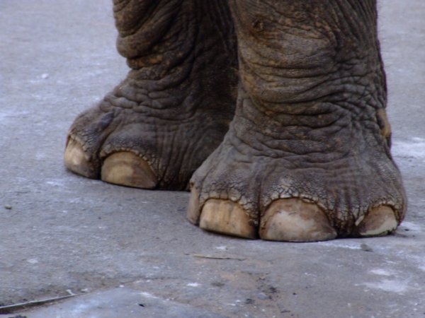 My, what big feet you have