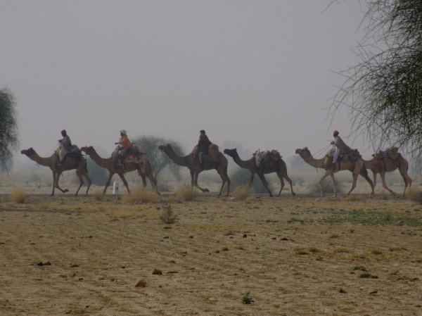 Camel train