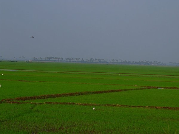 Rice field view