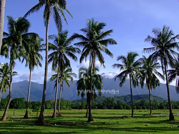 Coconut Estate