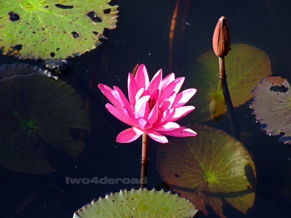 Lily or Lotus?