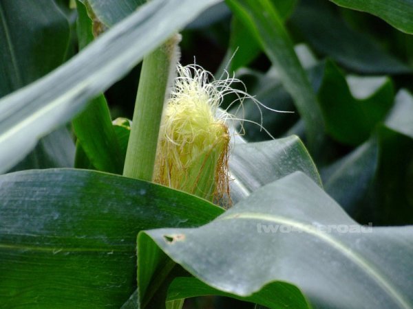 Corn on the cobb