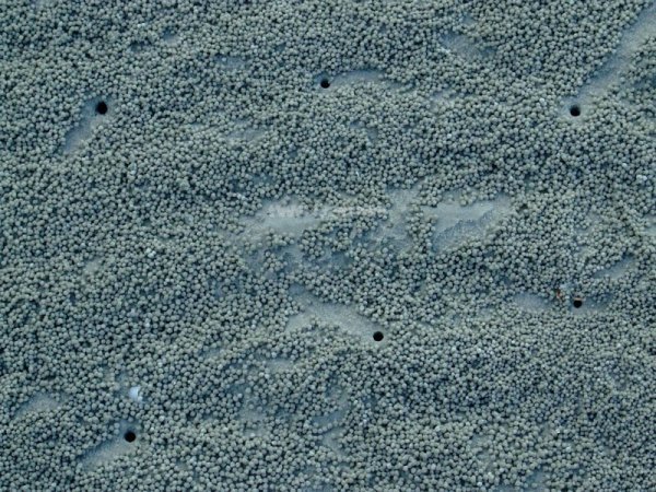 Crab holes and sand piles