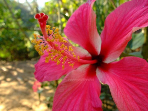 Hibiscus - looks the same in Thailand