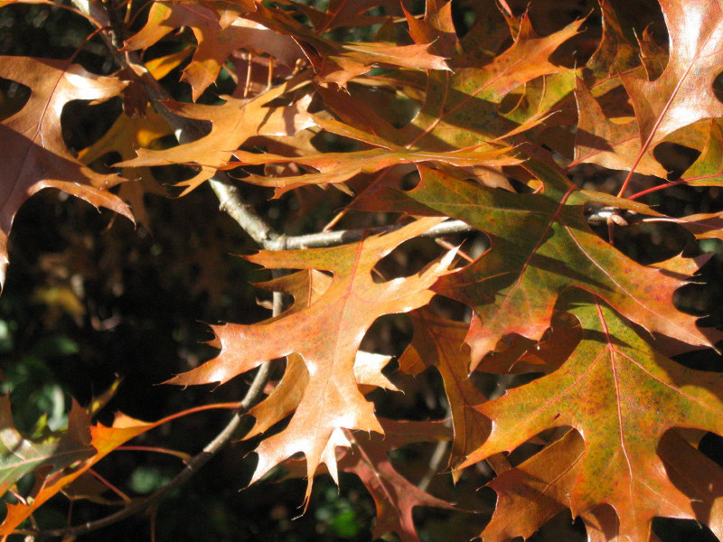 Oak leaves in the Autumn sunshine