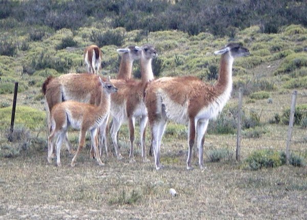 Guanacos everywhere in the park