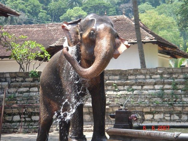A temple elephant in Kandy