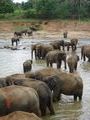 Lots of elephants in the river